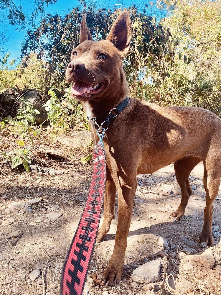 Enlarge Dafne, a Adoptable mixed breed in Ajijic Centro, JAL image 4/6