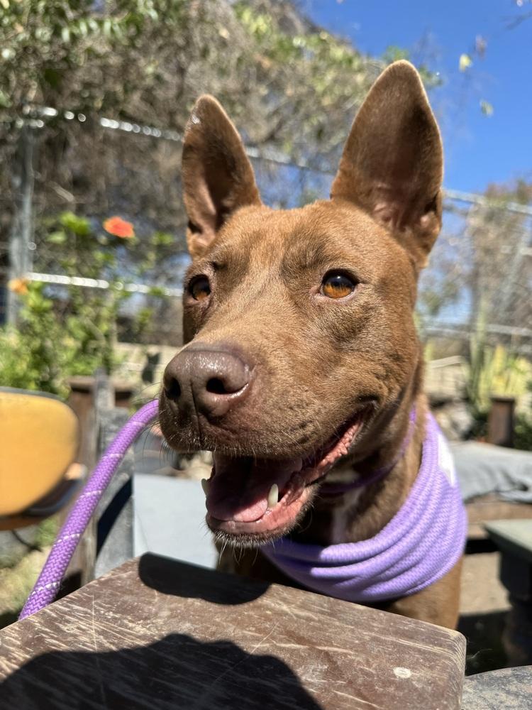 Enlarge Dafne, a Adoptable mixed breed in Ajijic Centro, JAL image 5/6