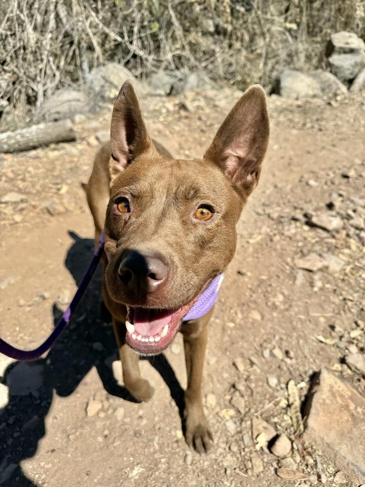 Enlarge Dafne, a Adoptable mixed breed in Ajijic Centro, JAL image 6/6