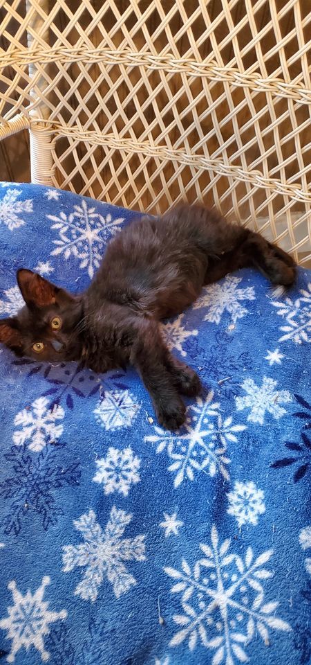 Enlarge Tippy, a Adoptable Domestic Short Hair in Dacula, GA image 1/1