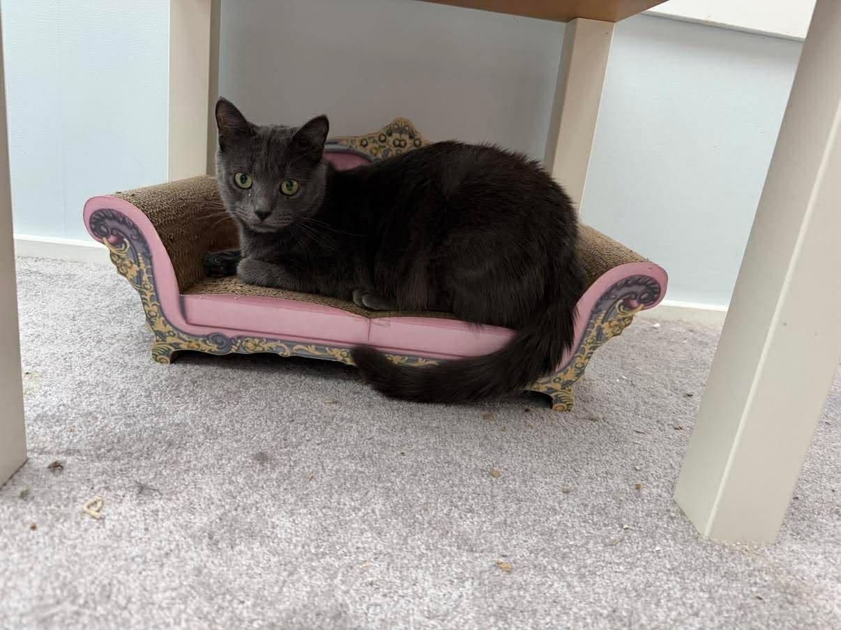 Enlarge Sydney, an adoptable Domestic Short Hair in Raritan, NJ image 2/6
