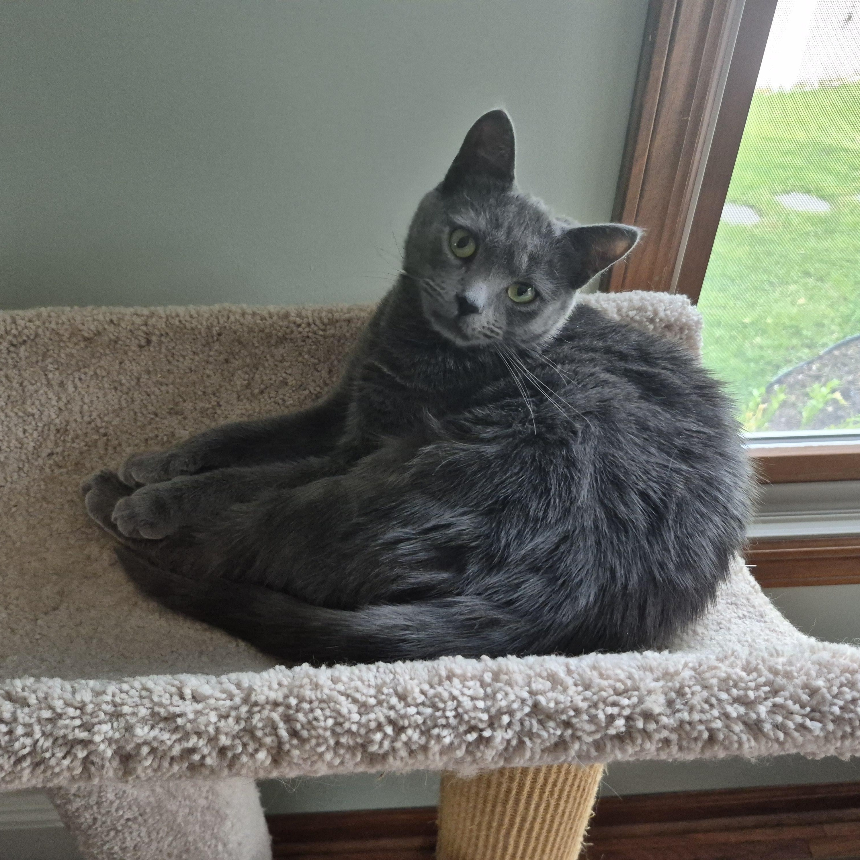 Sydney, adoptable, Kitten Female Domestic Short Hair.