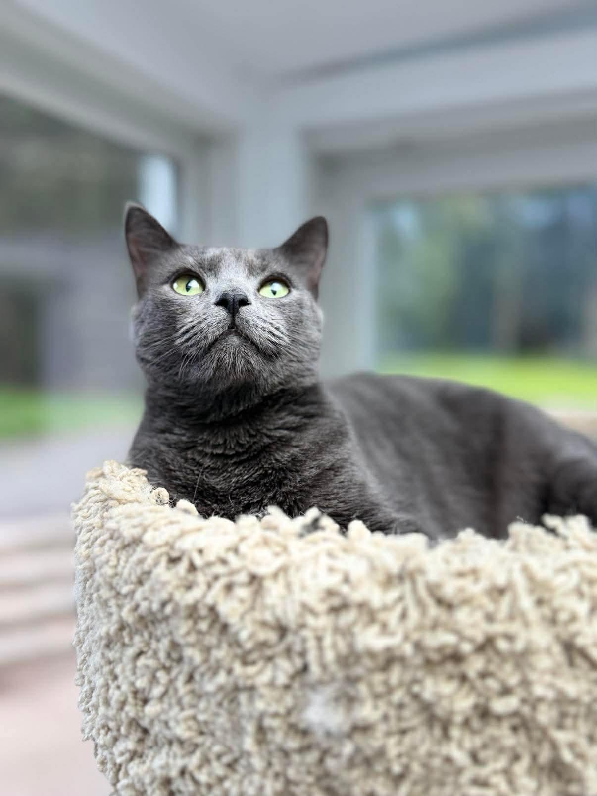 Enlarge Sydney, an adoptable Domestic Short Hair in Raritan, NJ image 3/6