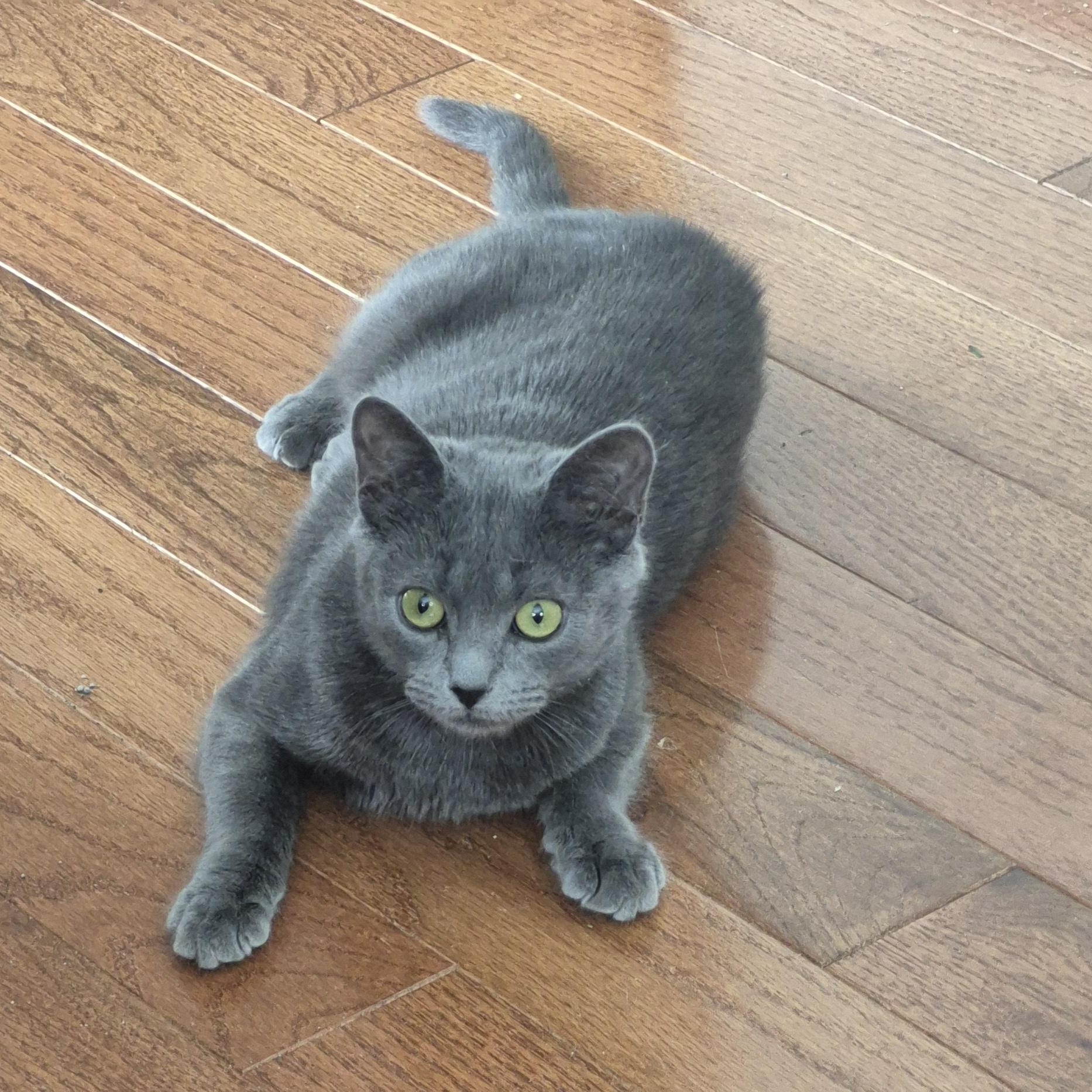 Enlarge Sydney, a ADOPTABLE Domestic Short Hair in Raritan, NJ image 3/3