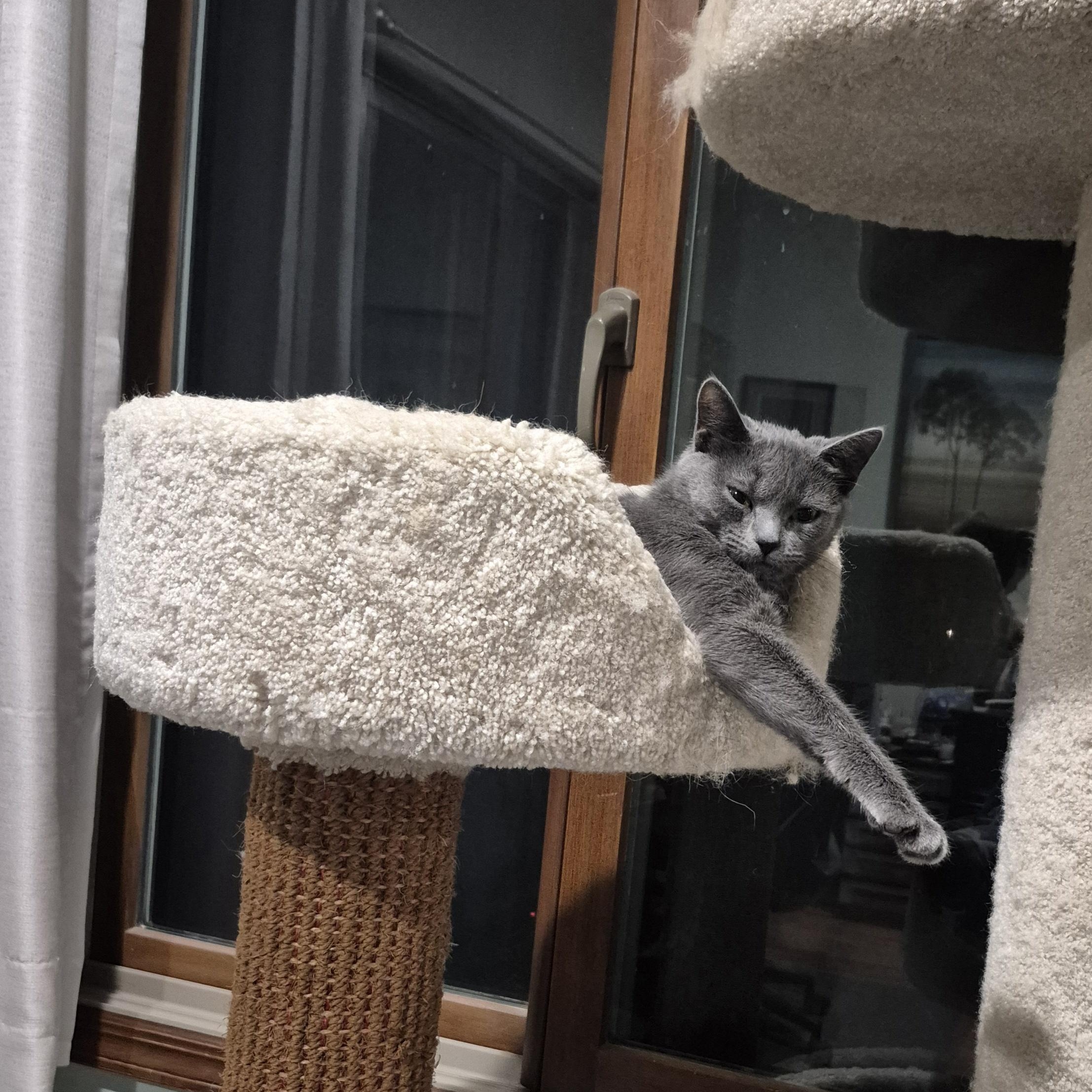 Enlarge Sydney, an adoptable Domestic Short Hair in Raritan, NJ image 2/3