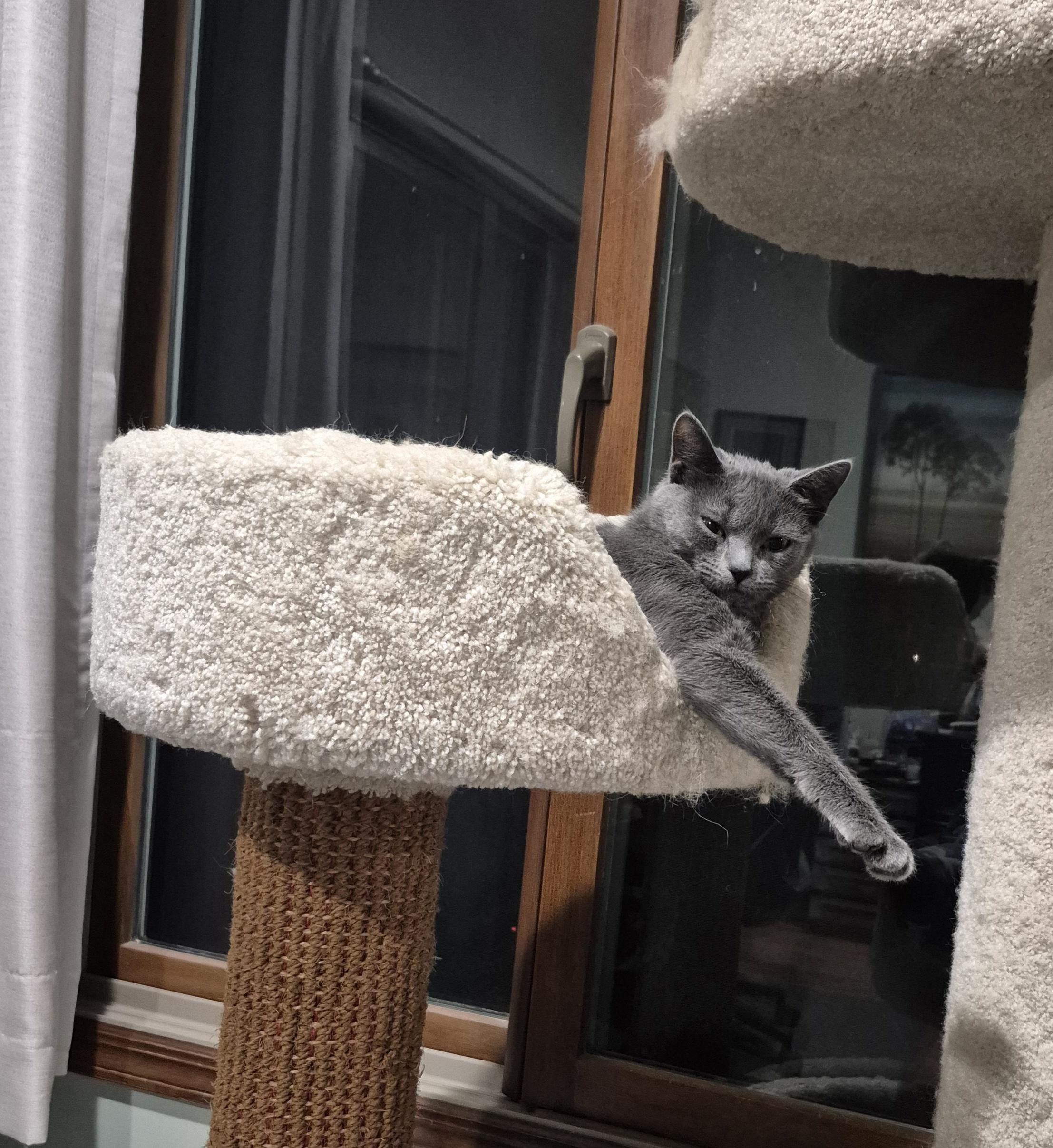 Enlarge Sydney, a ADOPTABLE Domestic Short Hair in Raritan, NJ image 2/3