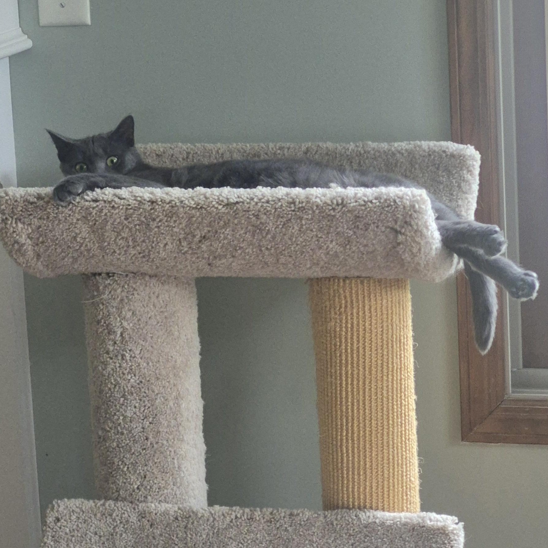 Enlarge Sydney, an adoptable Domestic Short Hair in Raritan, NJ image 4/4
