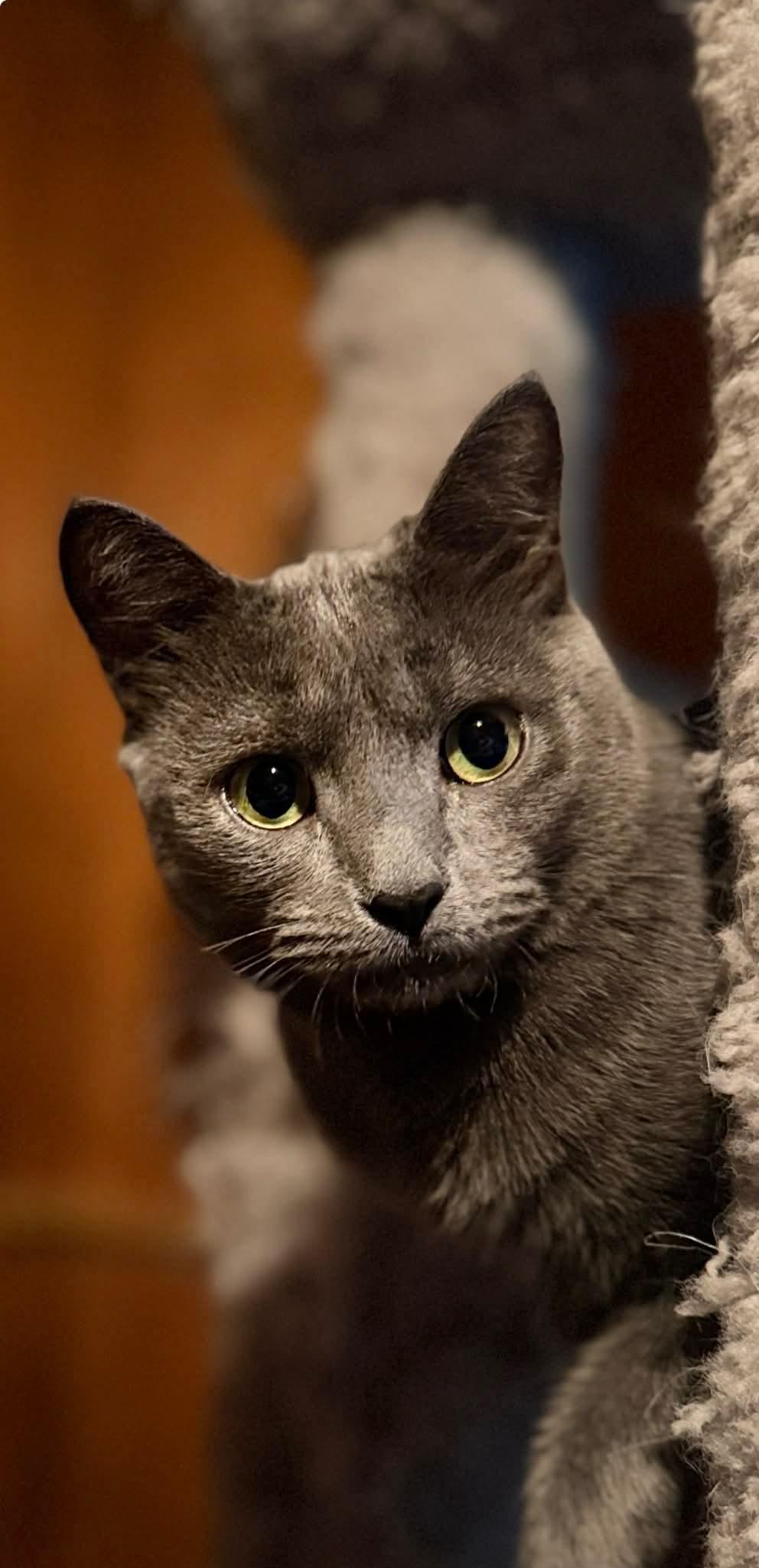 Sydney, adoptable, Young Female Domestic Short Hair.