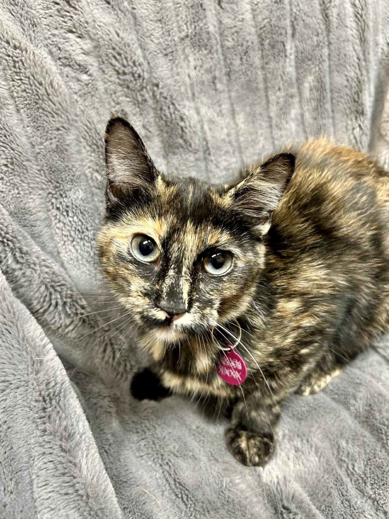 Enlarge Rumi , a ADOPTABLE Domestic Short Hair in Alexandria, MN image 2/2