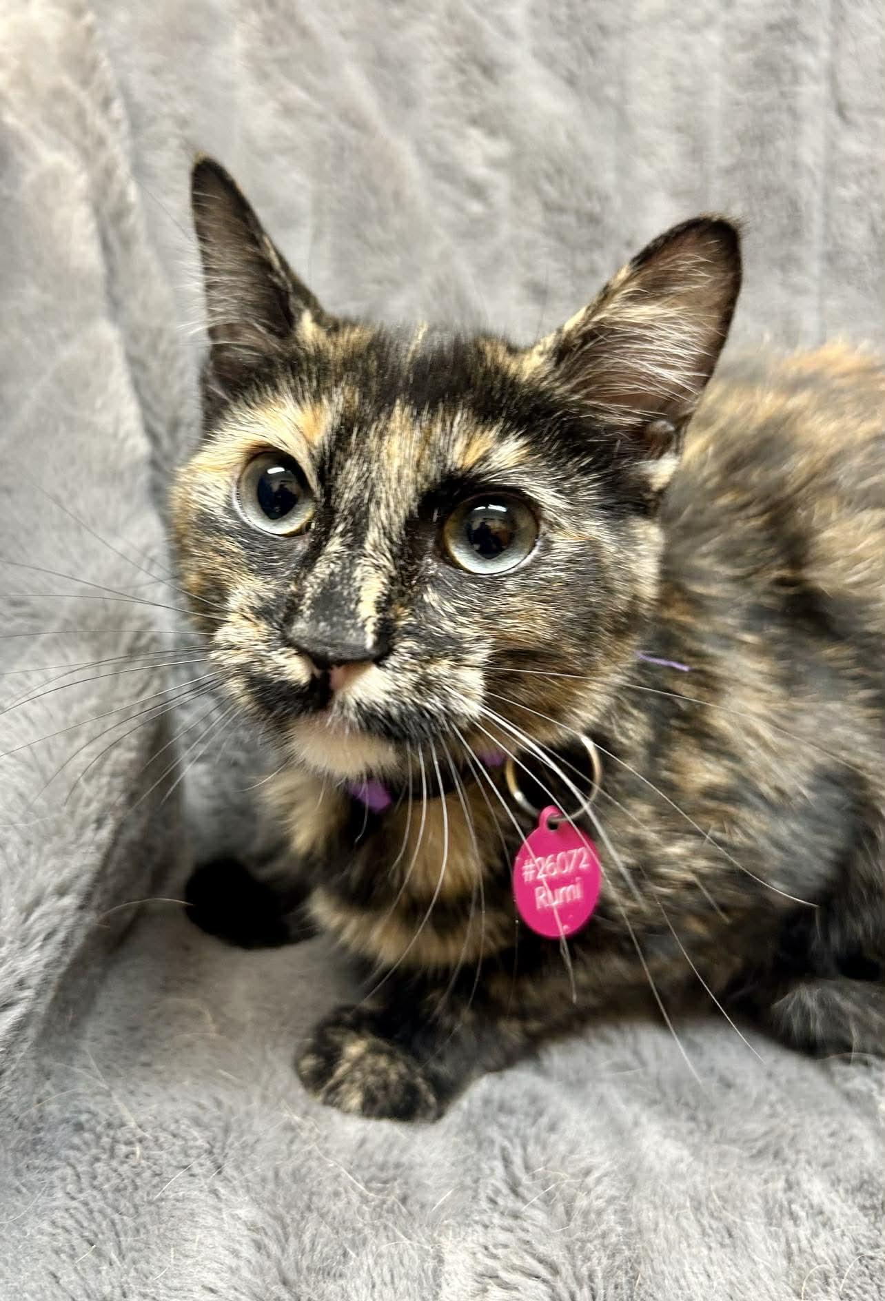 Enlarge Rumi , a ADOPTABLE Domestic Short Hair in Alexandria, MN image 1/2