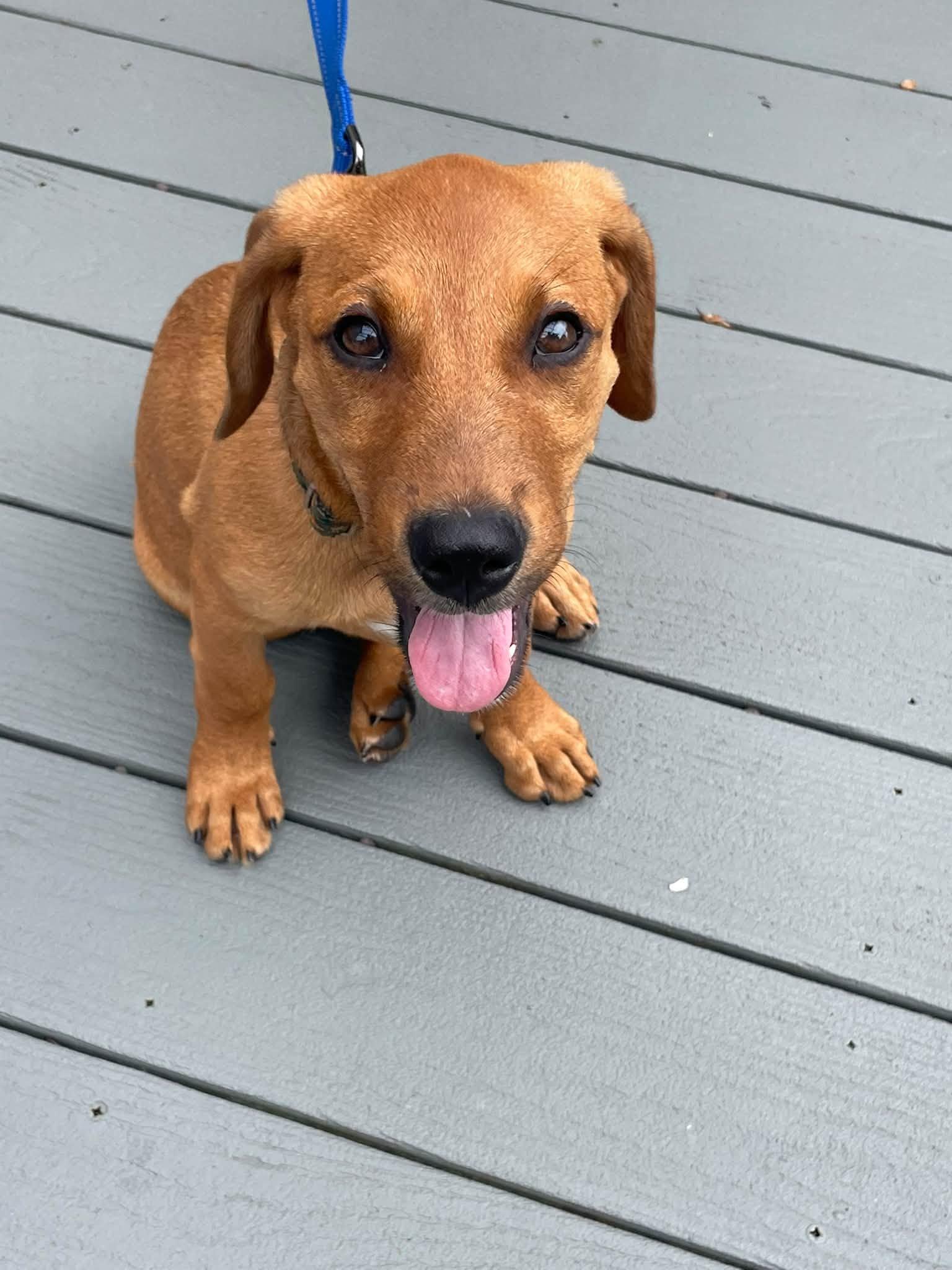 Cosmos - the tan one, Adoptable, Puppy Male Labrador Retriever & Dachshund.