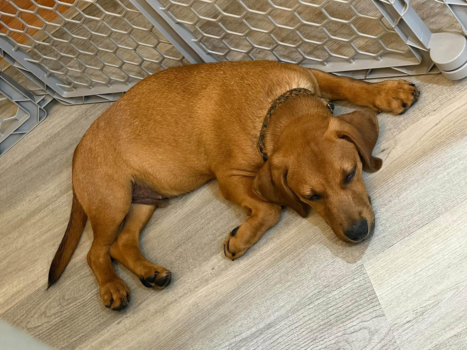 Enlarge Cosmos - the tan one, a Adoptable mixed breed in Oakhurst, NJ image 2/3