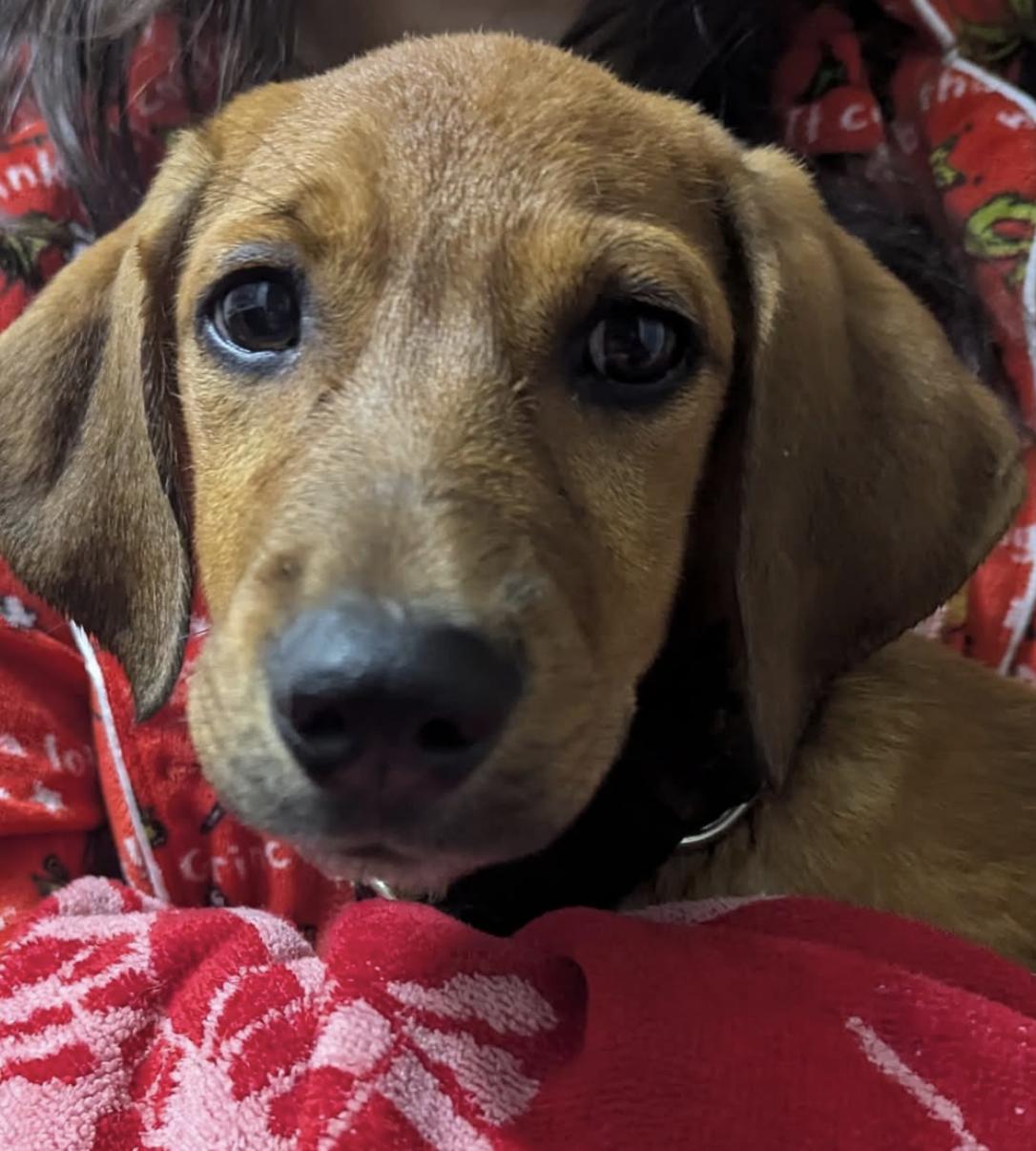 Enlarge Cosmos - the tan one, a Adoptable mixed breed in Oakhurst, NJ image 3/3