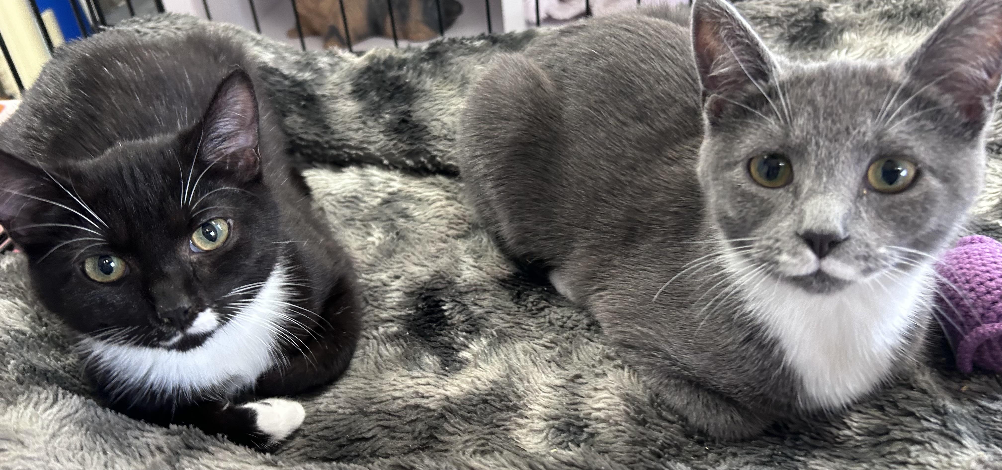 Enlarge Milk Mustache , a ADOPTABLE mixed breed in Greensboro, NC image 6/6