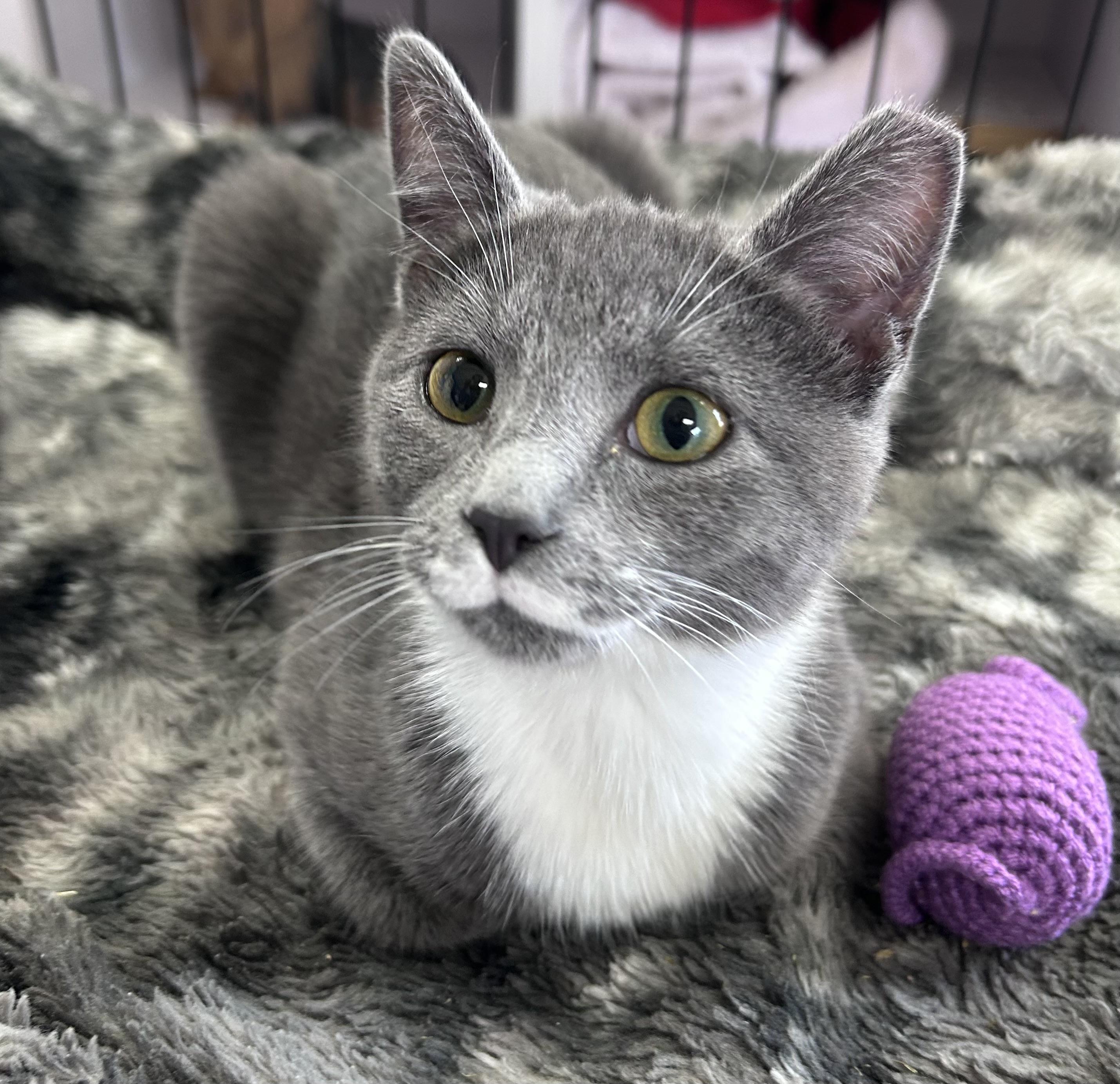 Enlarge Milk Mustache , a ADOPTABLE mixed breed in Greensboro, NC image 2/6