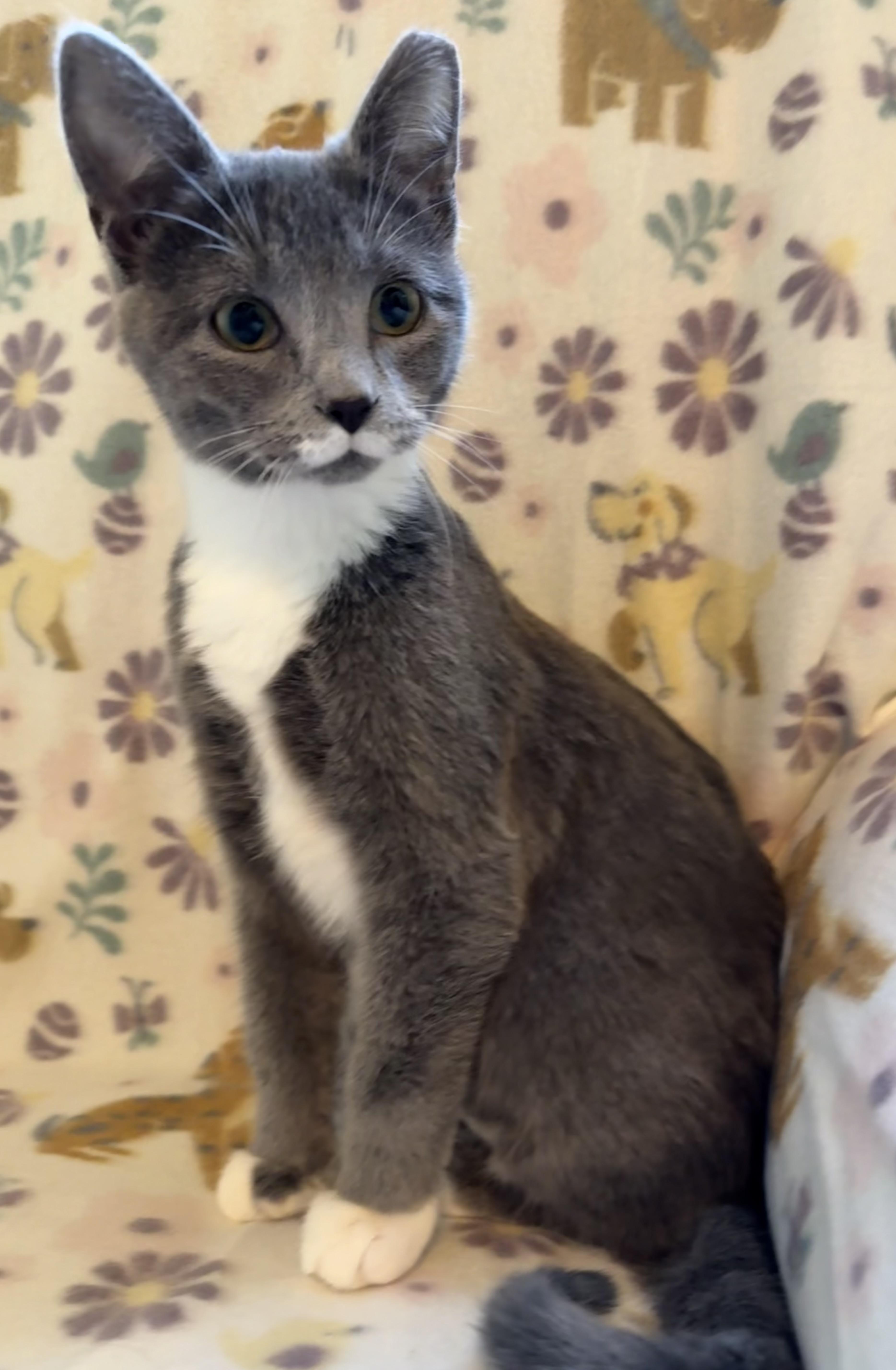 Enlarge Milk Mustache , a ADOPTABLE mixed breed in Greensboro, NC image 1/6