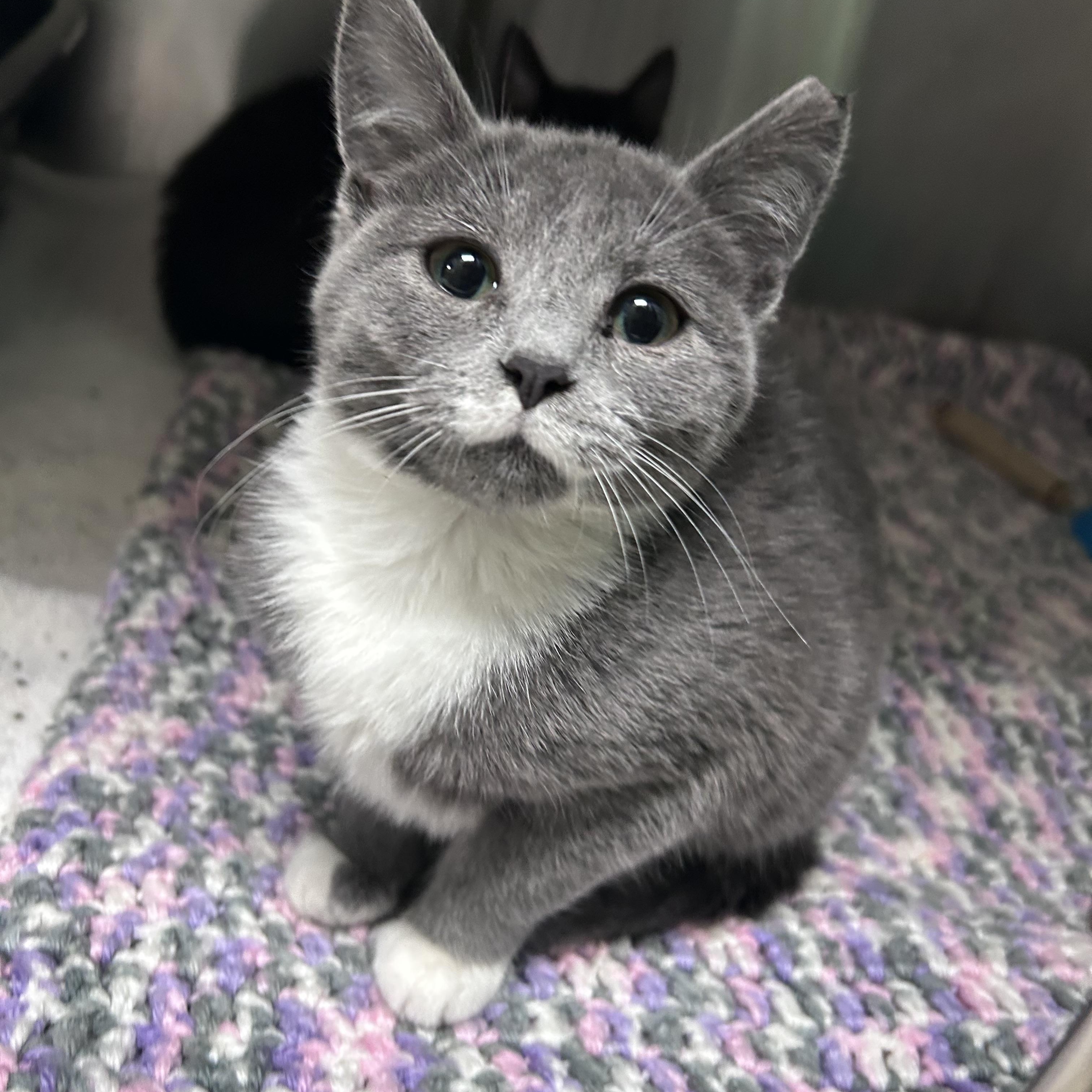 Enlarge Milk Mustache , a ADOPTABLE mixed breed in Greensboro, NC image 5/6