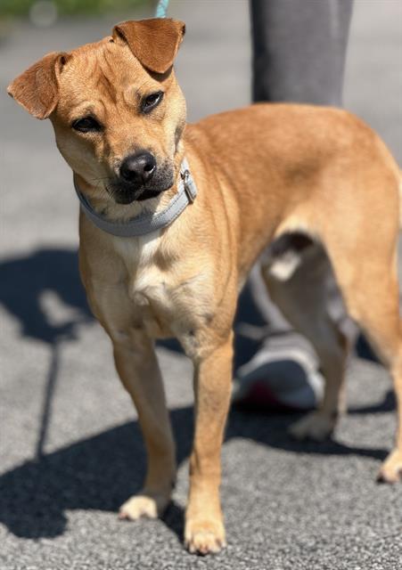 Enlarge KAIDEN, a Adoptable mixed breed in Canfield, OH image 1/1