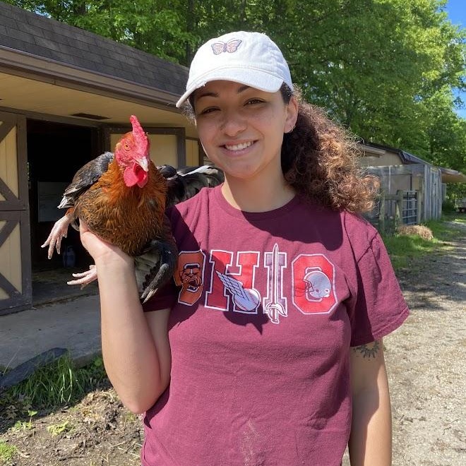 Enlarge Hippo, a Adoptable Chicken in Ravenna, OH image 1/5