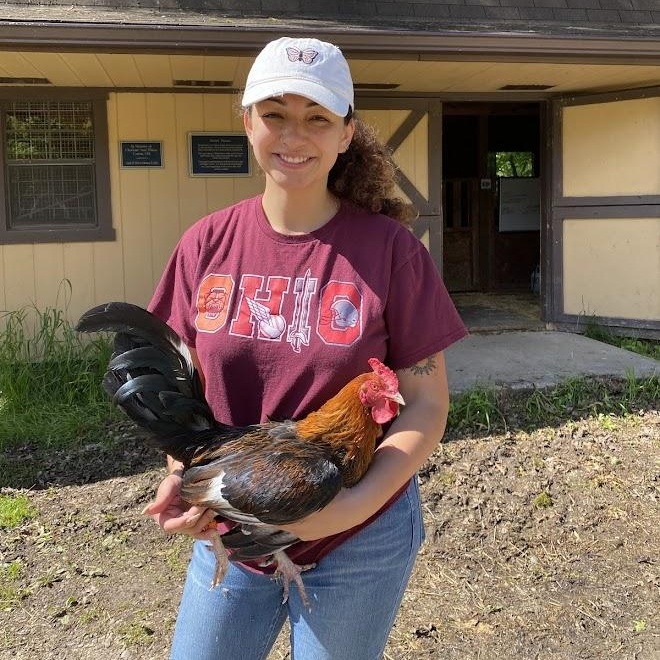 Enlarge Hippo, a Adoptable Chicken in Ravenna, OH image 3/5