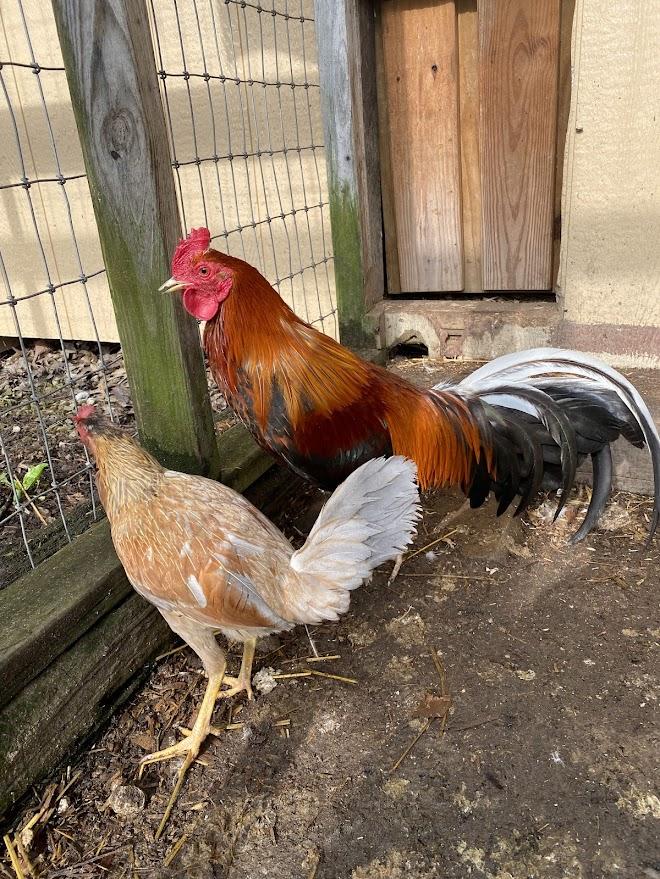 Enlarge Hippo, a Adoptable Chicken in Ravenna, OH image 4/5