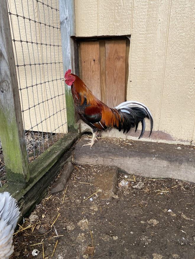 Enlarge Hippo, a Adoptable Chicken in Ravenna, OH image 5/5