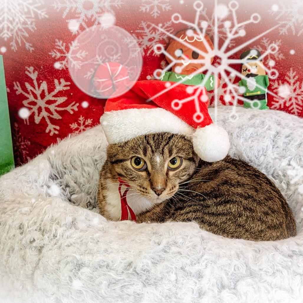 Enlarge Jud, a ADOPTABLE Domestic Short Hair in Fenton, MI image 1/1