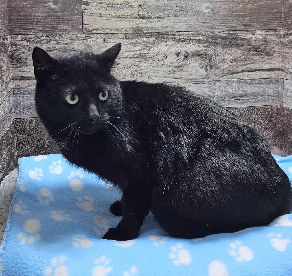 Enlarge Binx, a Adoptable mixed breed in Washington Court House, OH image 1/1