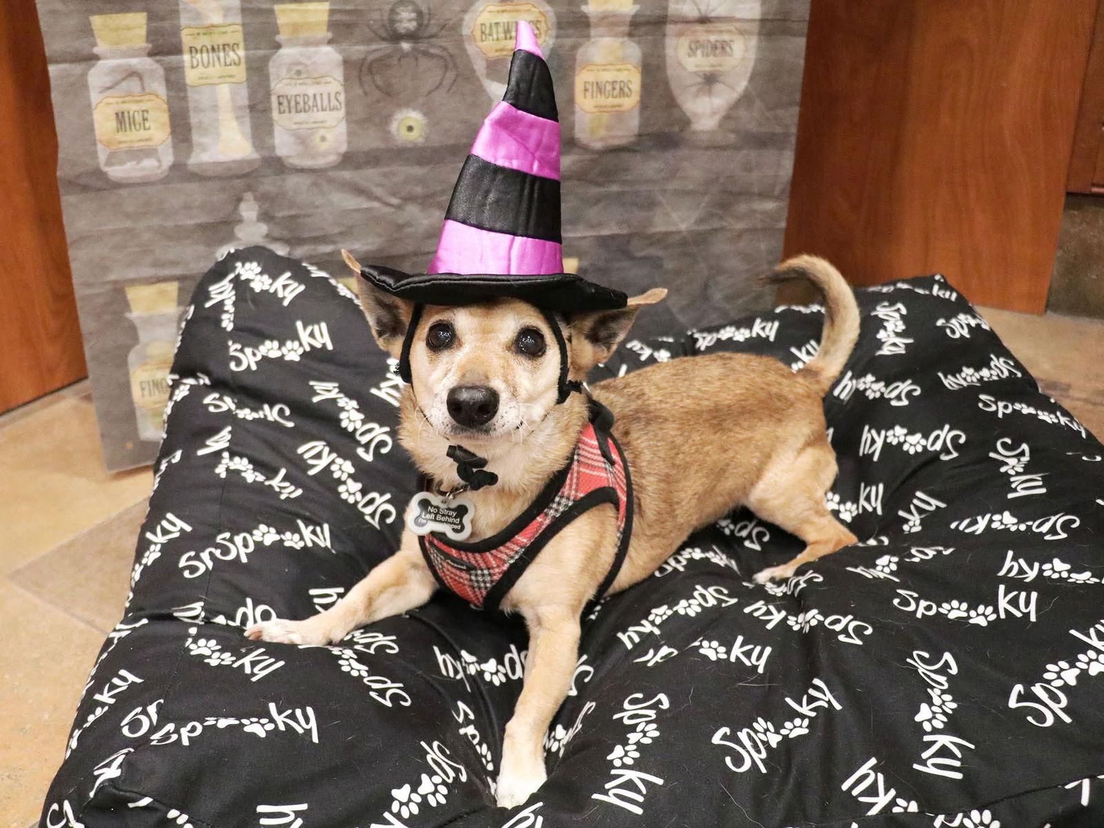 Mila, a Adoptable Chihuahua in Apple Valley, CA image 1/3