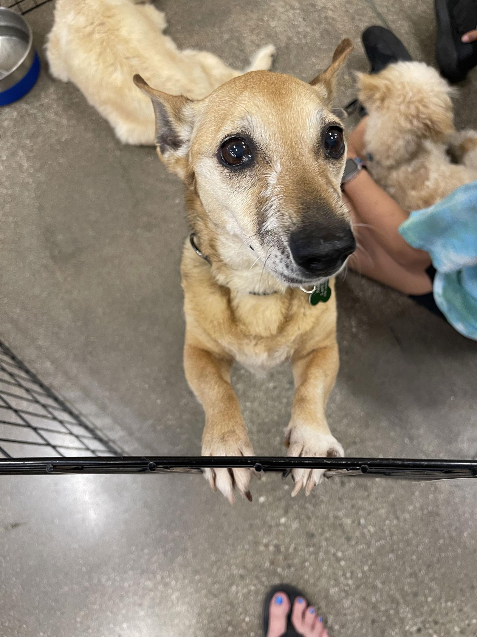 Mila, a Adoptable Chihuahua in Apple Valley, CA image 2/3