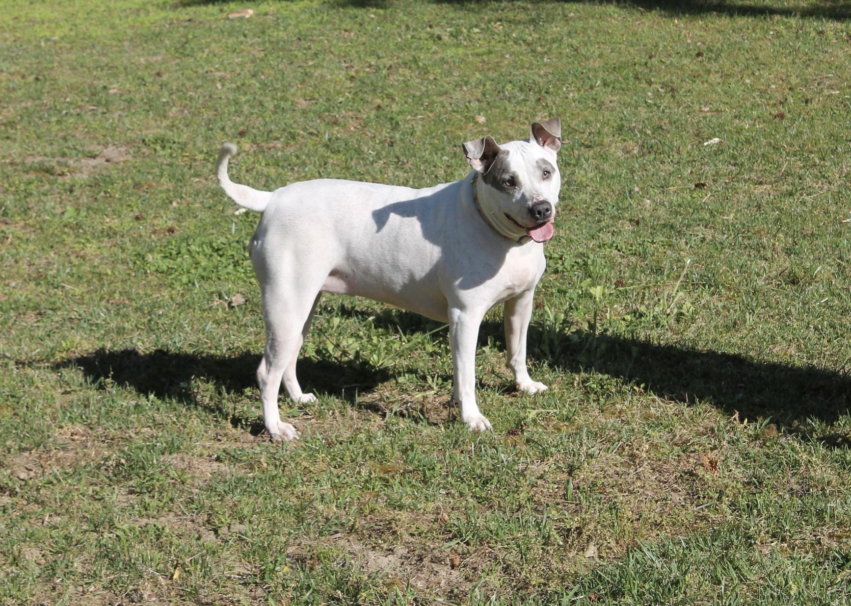 Enlarge Figgy, a ADOPTABLE Mixed Breed in Chesapeake, VA image 3/6