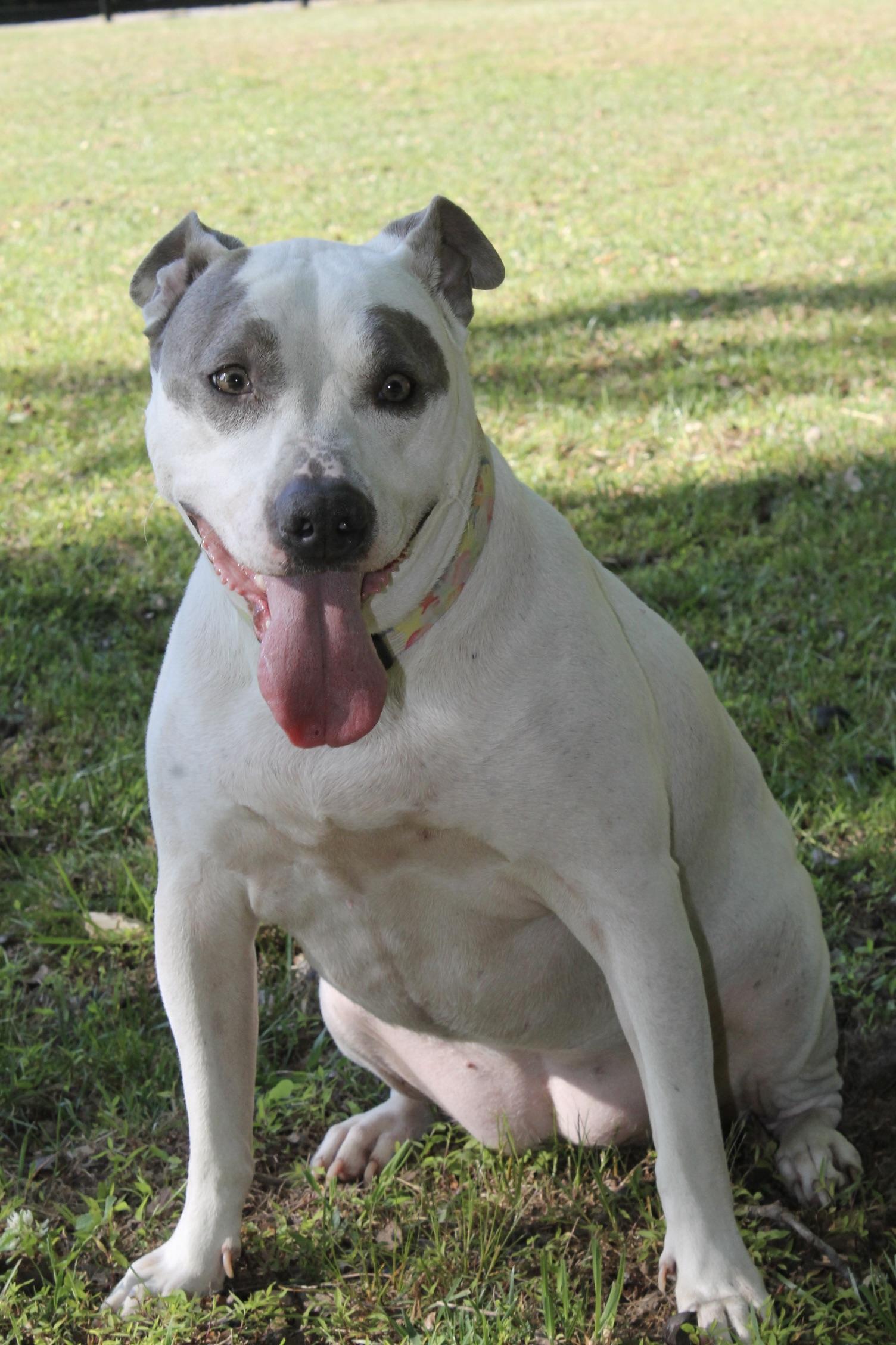 Enlarge Figgy, a ADOPTABLE Mixed Breed in Chesapeake, VA image 4/6