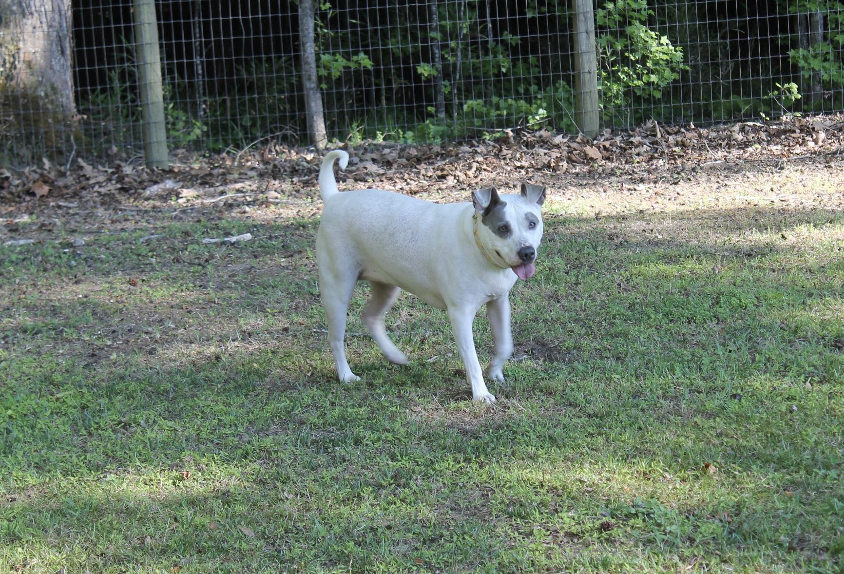 Enlarge Figgy, a ADOPTABLE Mixed Breed in Chesapeake, VA image 6/6