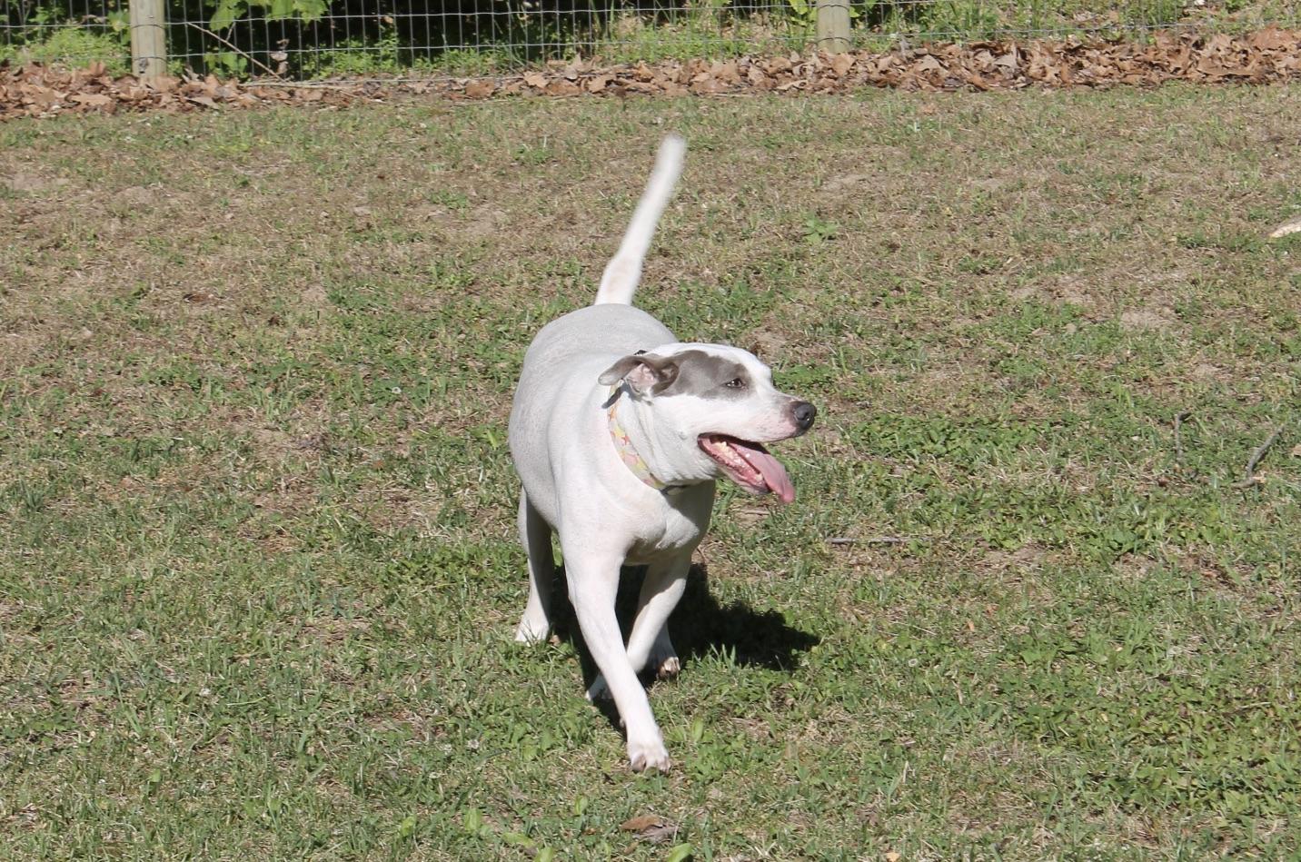 Enlarge Figgy, a ADOPTABLE Mixed Breed in Chesapeake, VA image 2/6