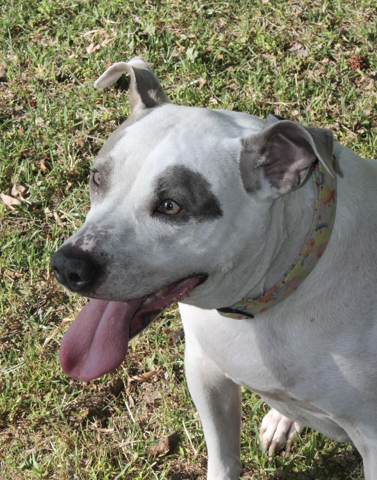 Figgy, ADOPTABLE, Adult Female Mixed Breed.