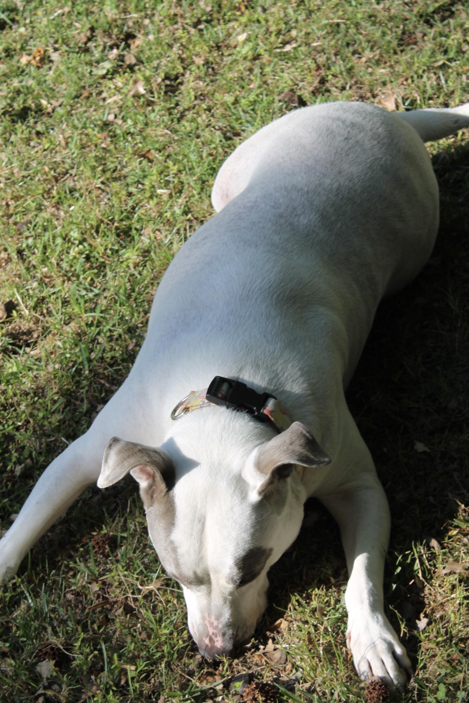 Enlarge Figgy, a ADOPTABLE Mixed Breed in Chesapeake, VA image 5/6