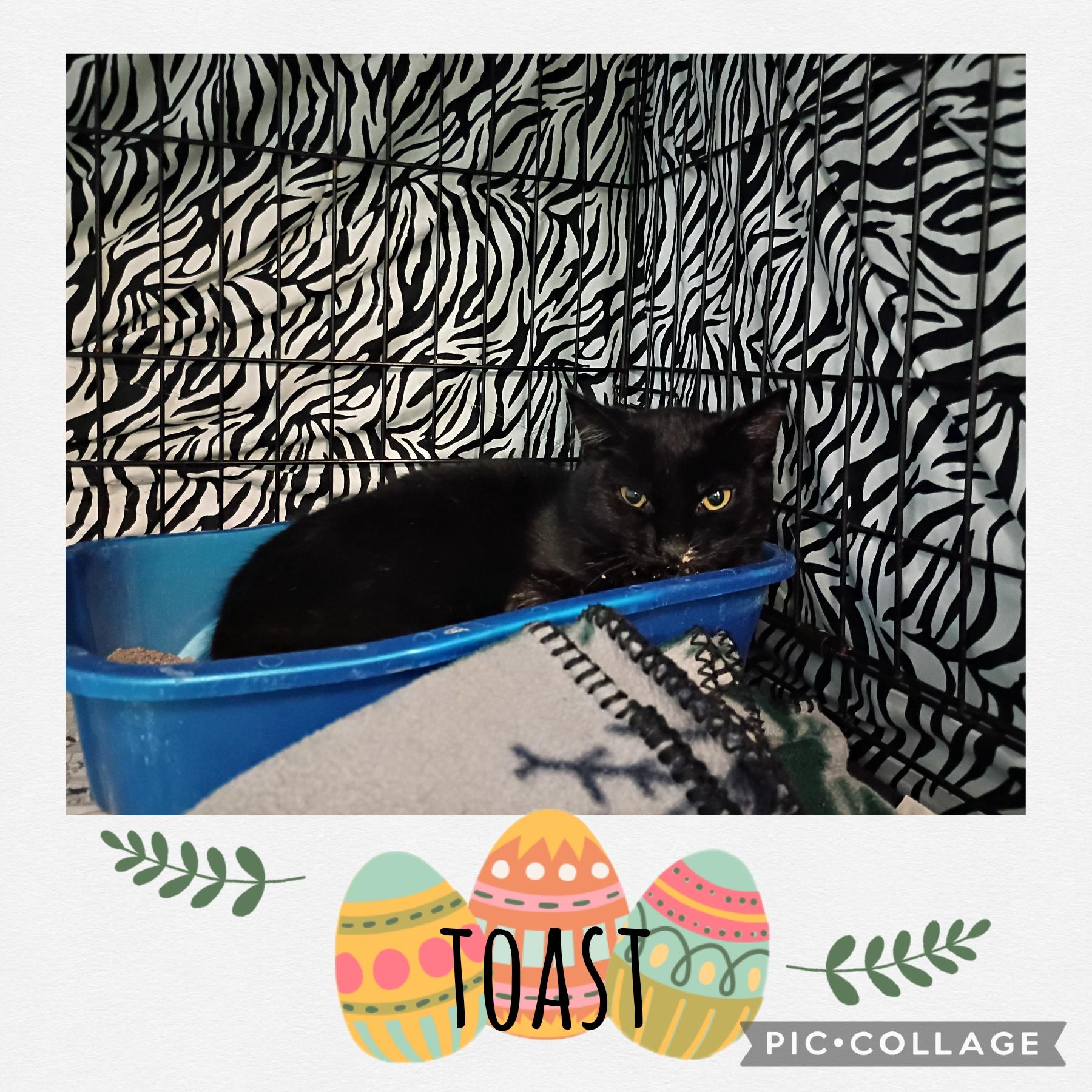 Enlarge Toast, an adoptable Dilute Tortoiseshell in Muncie, IN image 1/1