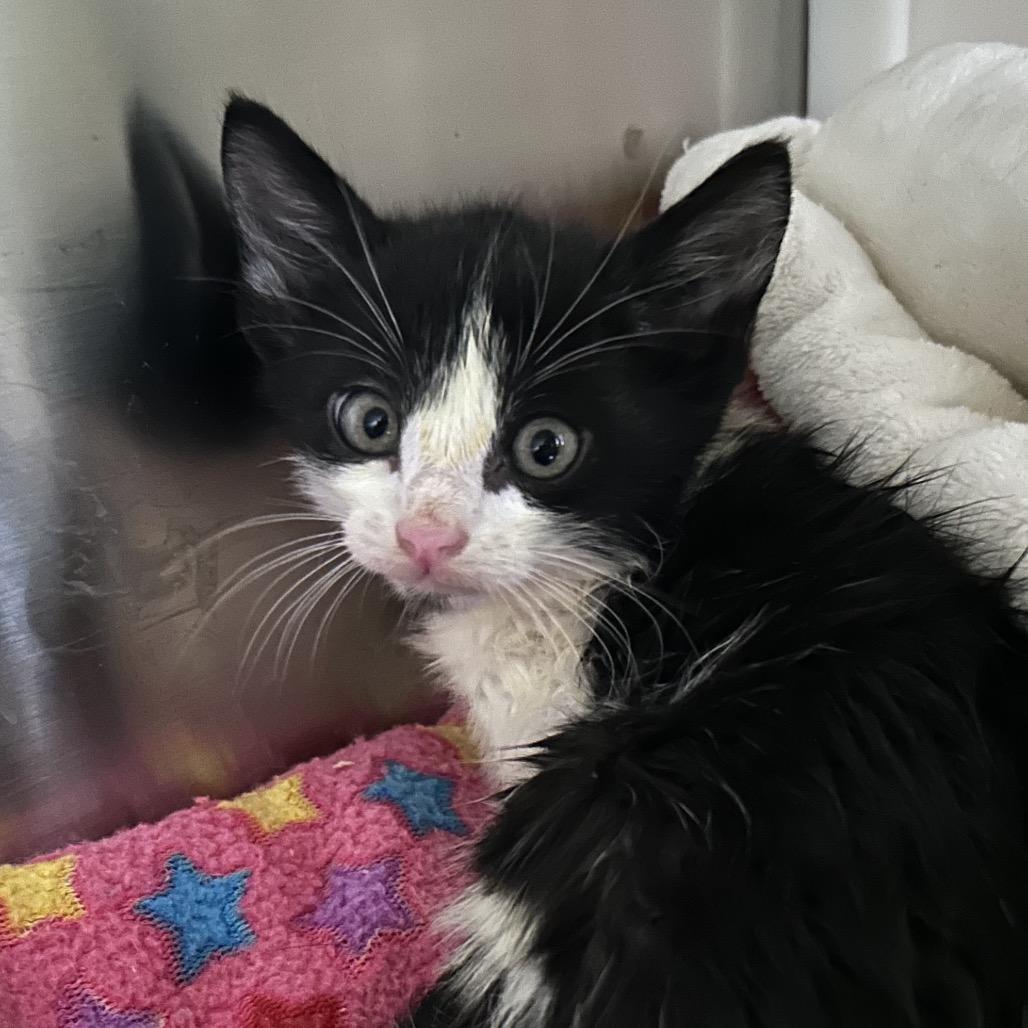 Boo, Adoptable, Kitten Male Domestic Short Hair.