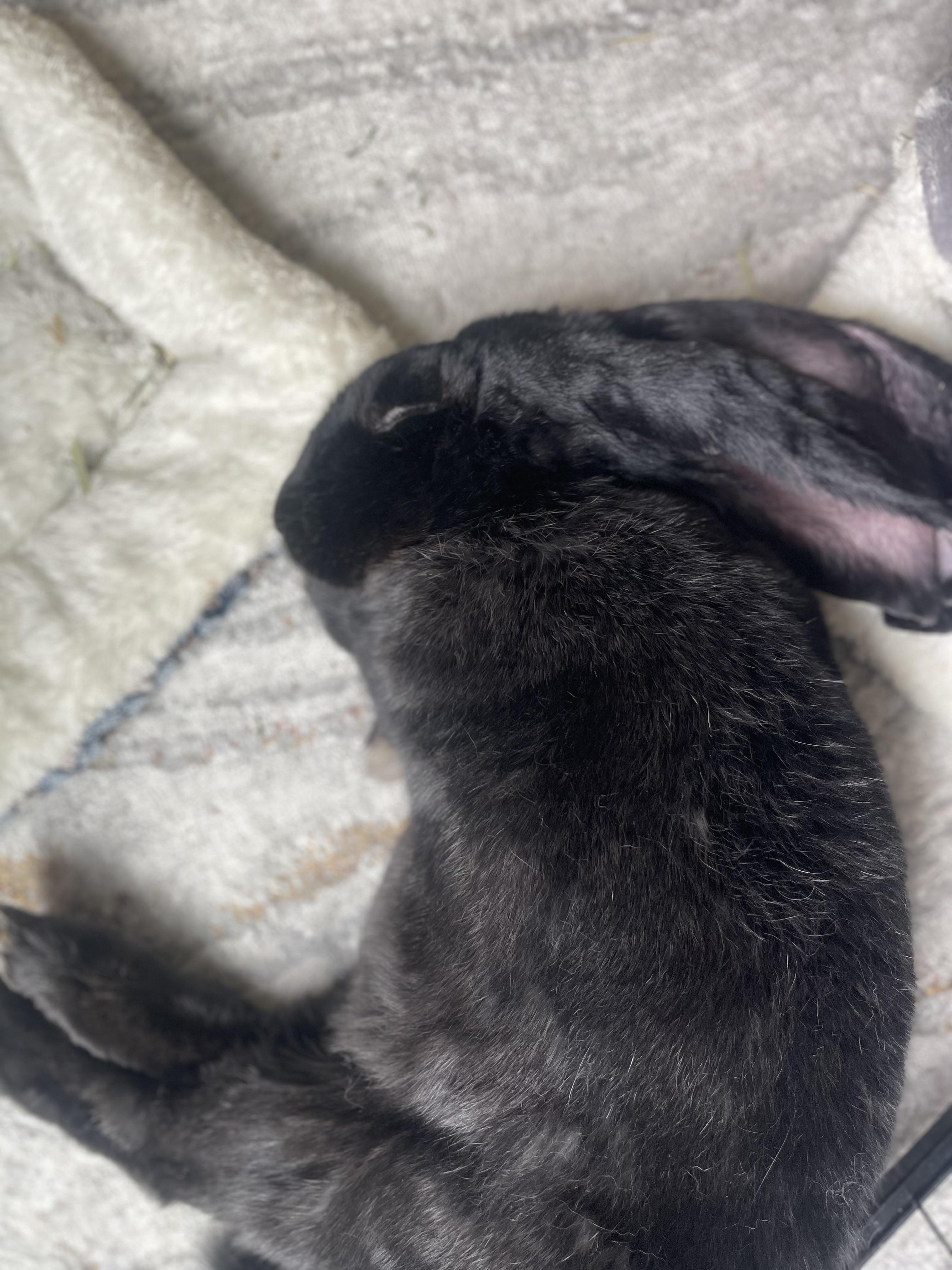 Enlarge Gus & Mellow, a ADOPTABLE English Lop in Gig Harbor, WA image 3/3