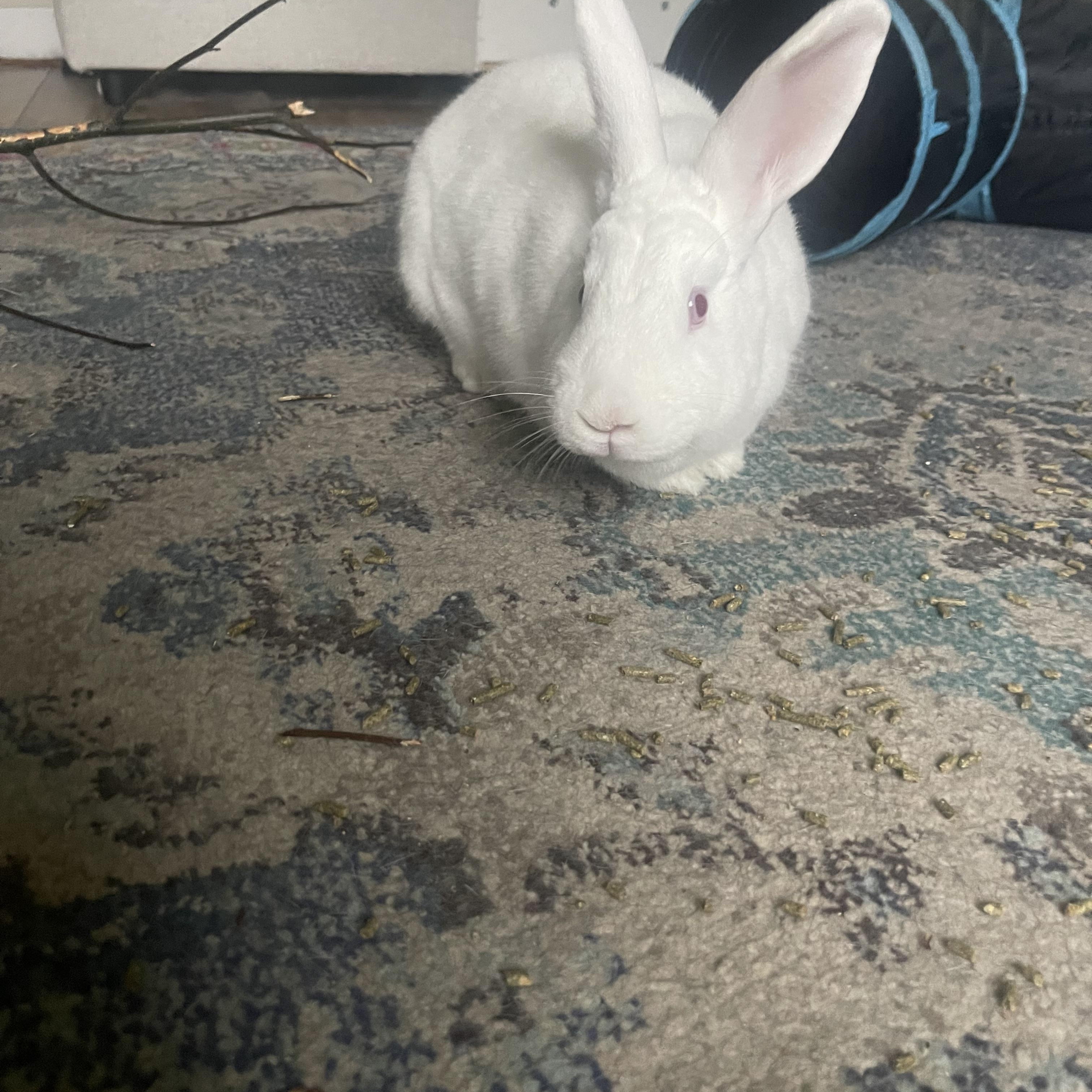 Enlarge Gus & Mellow, a ADOPTABLE English Lop in Gig Harbor, WA image 2/3