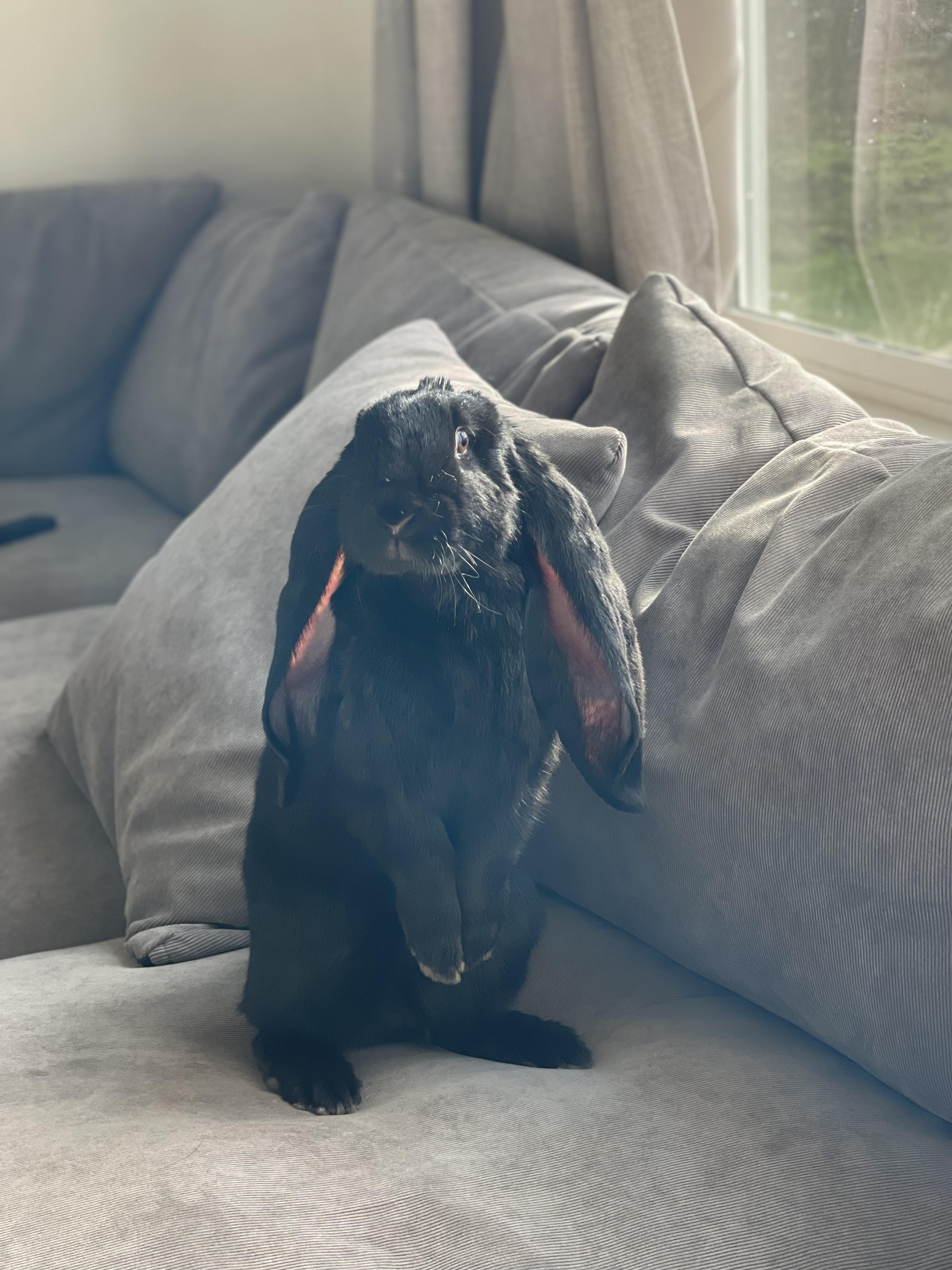 Gus & Mellow, ADOPTABLE, Adult Male English Lop.