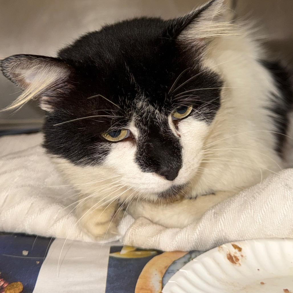 Robinson, Adoptable, Adult Male Domestic Short Hair.
