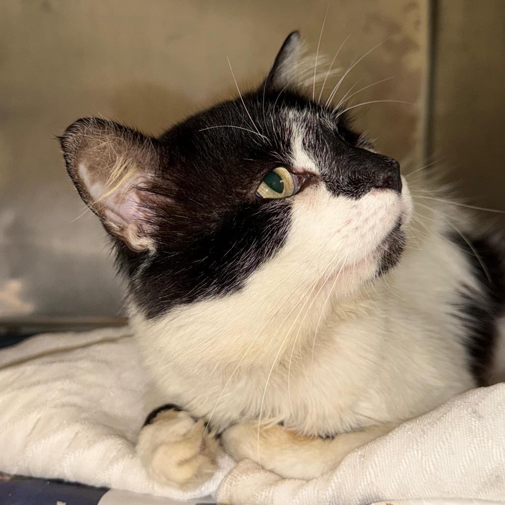 Enlarge Robinson, a Adoptable Domestic Short Hair in Winston-Salem, NC image 3/3