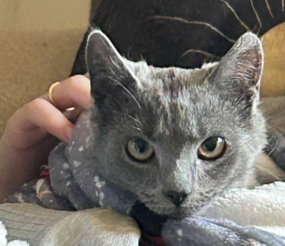 Enlarge Willow, a Adoptable Domestic Short Hair in Beckley, WV image 2/4