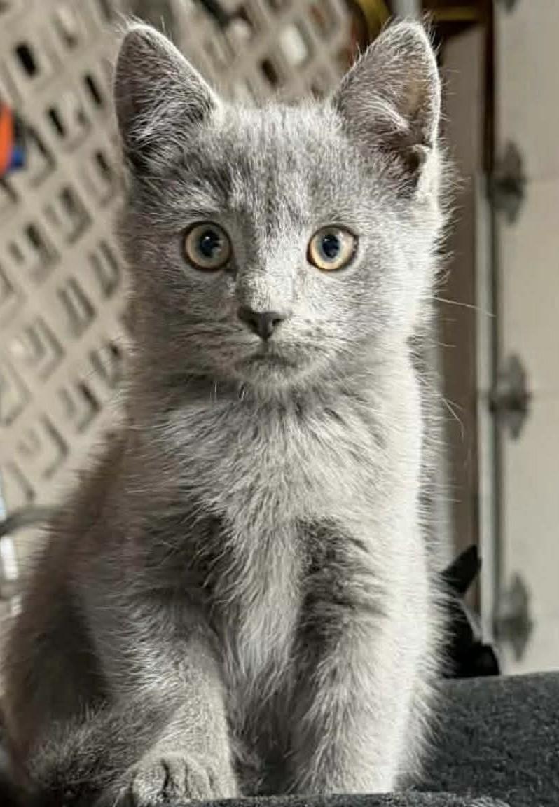 Willow, Adoptable, Kitten Female Domestic Short Hair.