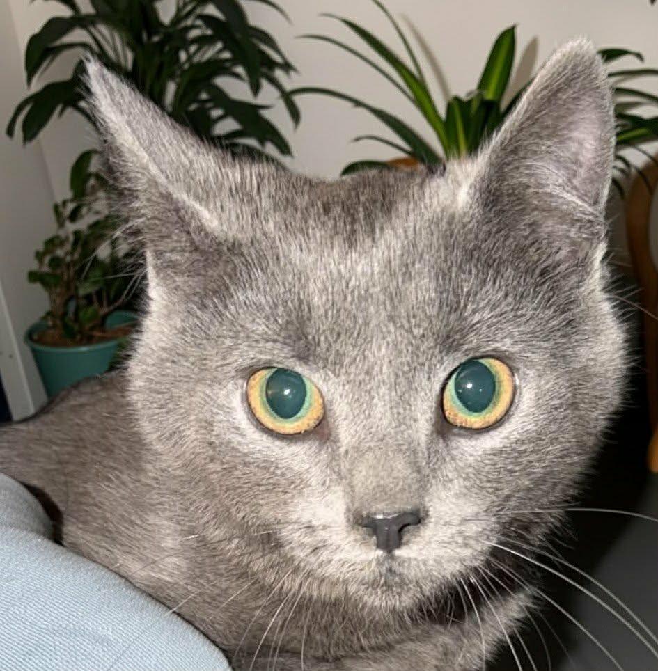 Willow, Adoptable, Kitten Female Domestic Short Hair.