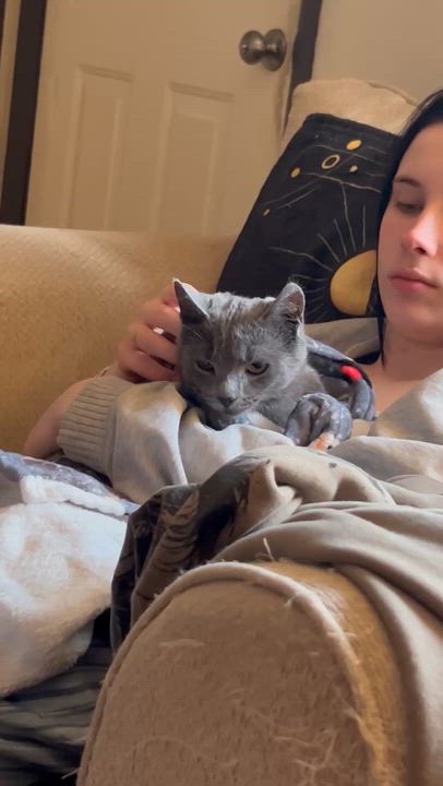 Enlarge Willow, a Adoptable Domestic Short Hair in Beckley, WV video 3/4