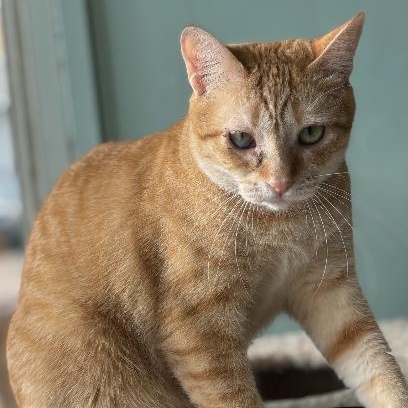 Kitty Purry, an adoptable Domestic Short Hair in Aiea, HI, 96701 | Photo Image 1