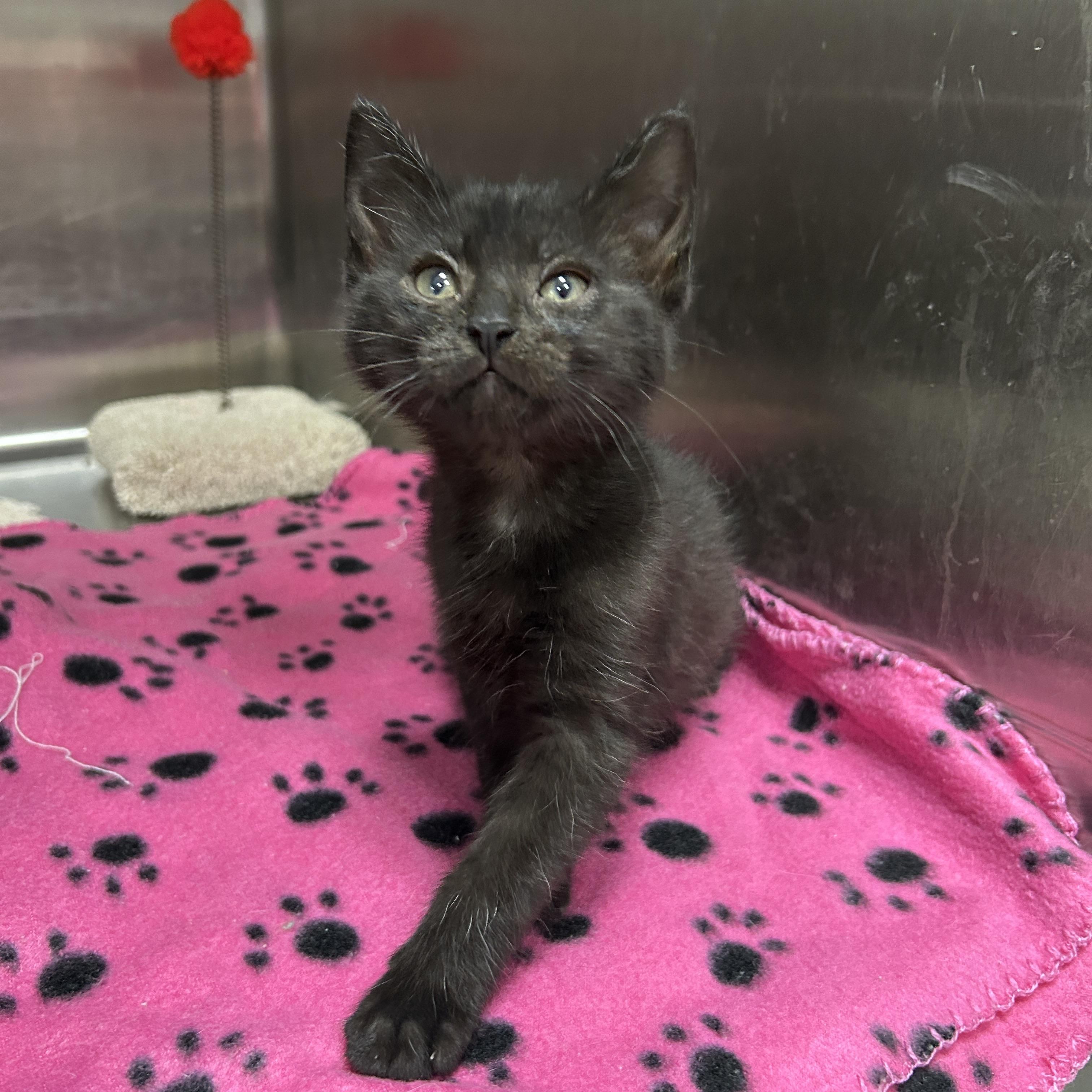 Stormtrooper 2 of 5, adopted, Kitten Female Domestic Short Hair.