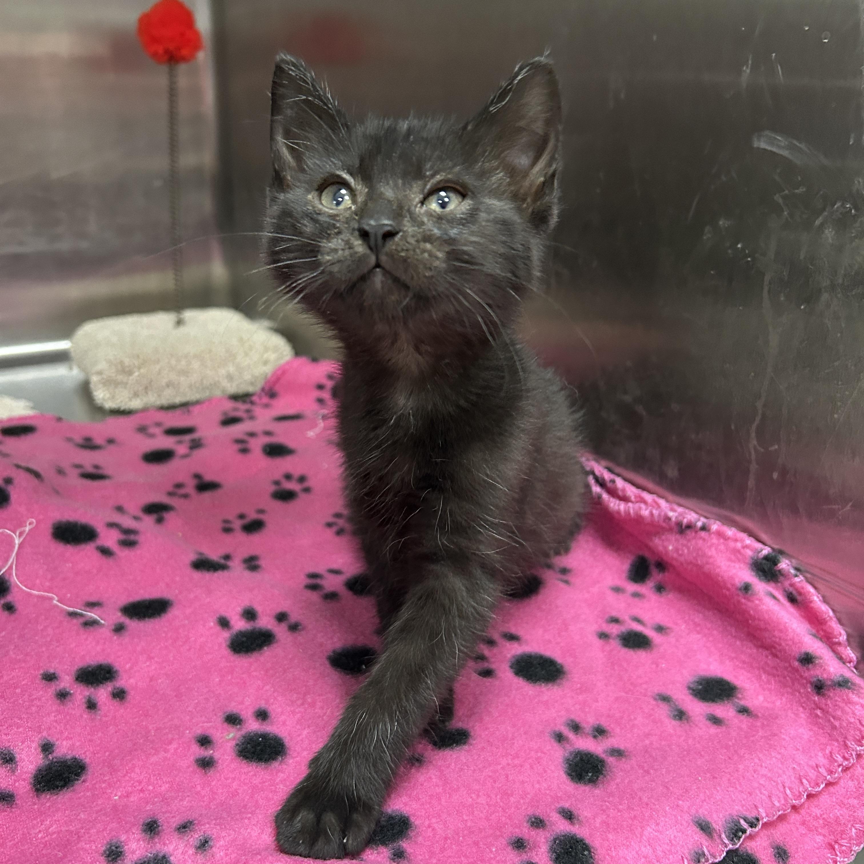 Stormtrooper 2 of 5, an adopted Domestic Short Hair in La Grange Park, IL image 2/2